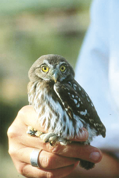 owl